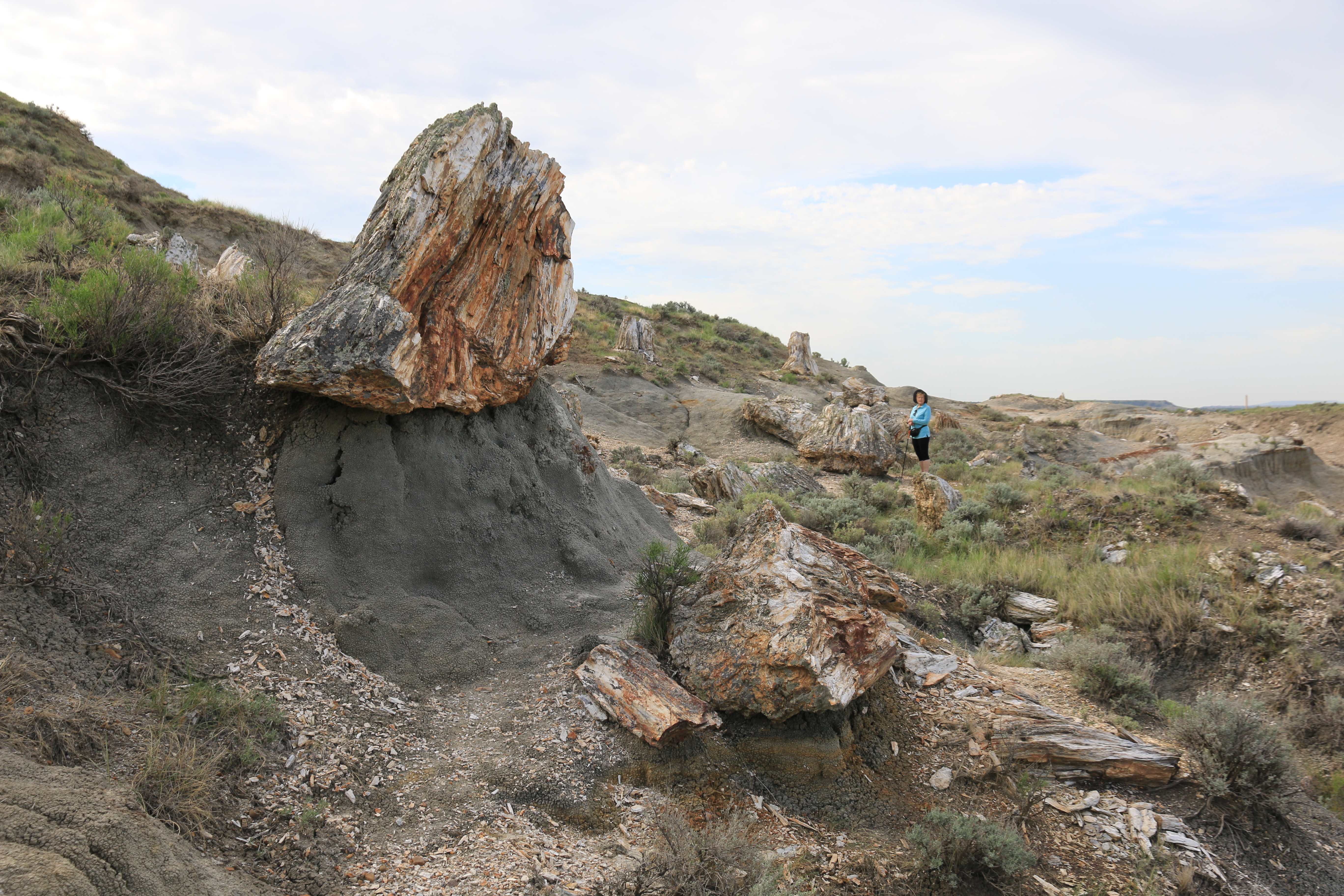 Theodore Roosevelt NP